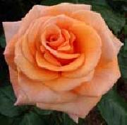 Pink Orange Rose unknow artist